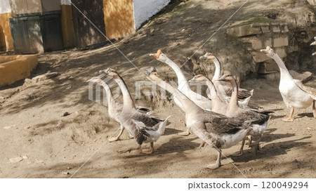 Flock of geese walking on a farm 120049294