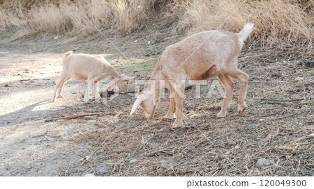 Two young goats eating dry grass in a field Two young goats eating dry grass in a field 120049300