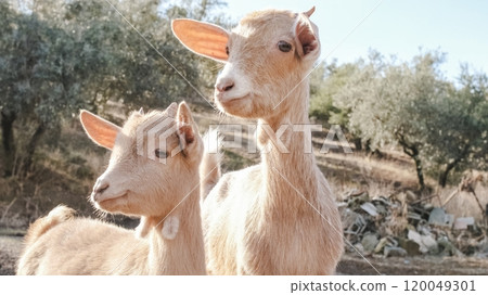 Two young goats posing on a farm on a sunny day Two young goats posing on a farm on a sunny day 120049301