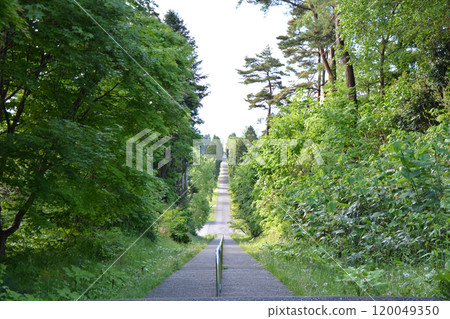 A quiet tree-lined avenue at the Trappist Monastery in Hokkaido 120049350