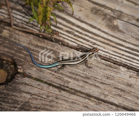 Blue-tailed Eastern grass lizard Blue-tailed Eastern grass lizard 120049466