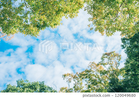 green leaves in the blue sky green leaves in the blue sky 120049680
