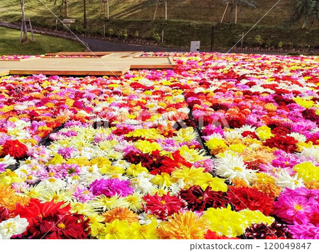 漂浮在水面上的七彩大麗花花 漂浮在水面上的七彩大麗花花 120049847