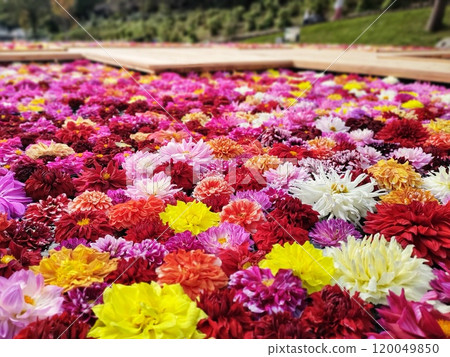 漂浮在水面上的七彩大麗花花 漂浮在水面上的七彩大麗花花 120049850