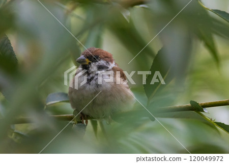 Eurasian tree sparrow (Passer montanus) 120049972