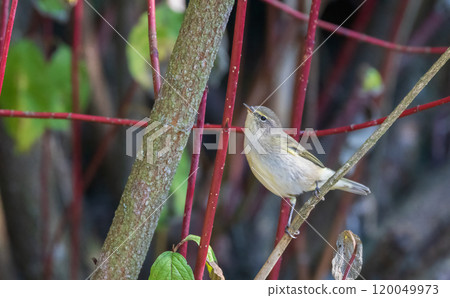 Common Chiffchaff(Phylloscopus collybita) among branches Common Chiffchaff(Phylloscopus collybita) among branches 120049973