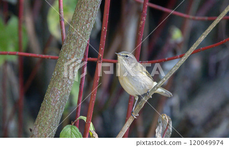 Common Chiffchaff(Phylloscopus collybita) among branches 120049974