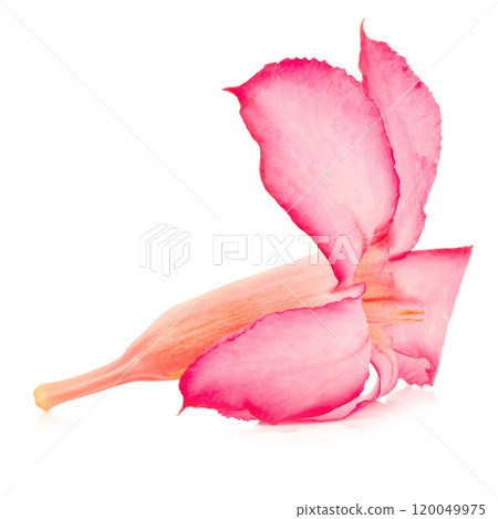 flower desert rose ro pink bigononia isolated on white background 120049975