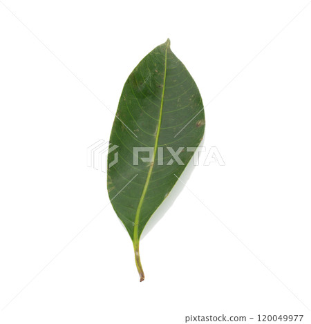 leaves. leaf. drity. rot. isolated on white background leaves. leaf. drity. rot. isolated on white background 120049977