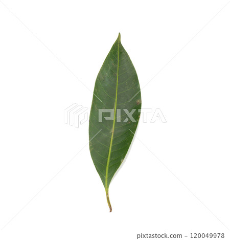leaves. leaf. drity. rot. isolated on white background 120049978