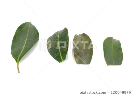 leaves. leaf. drity. rot. isolated on white background leaves. leaf. drity. rot. isolated on white background 120049979