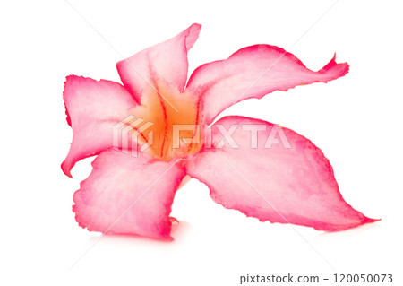 flower desert rose ro pink bigononia isolated on white background 120050073