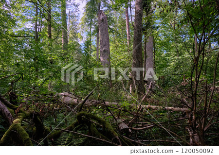 Natural deciduous tree stand 120050092