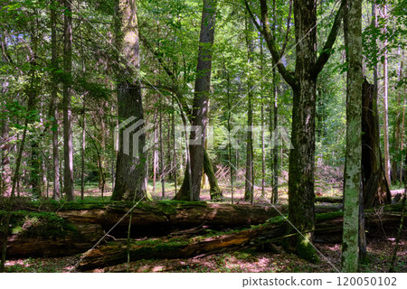 Summertime deciduous primeval tree stand 120050102