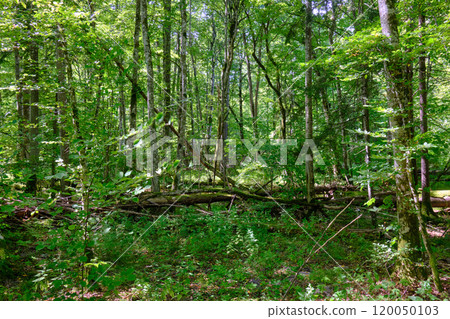 Summertime deciduous primeval tree stand Summertime deciduous primeval tree stand 120050103