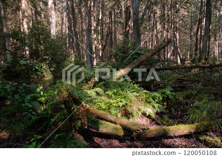 Summertime coniferous forest tree stan in sun Summertime coniferous forest tree stan in sun 120050108