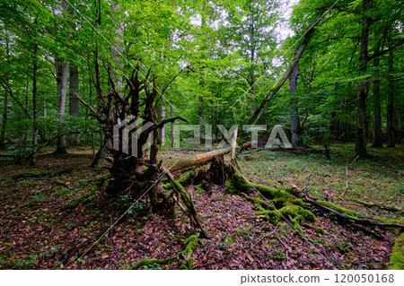 Summertime deciduous forest with broken old trees 120050168