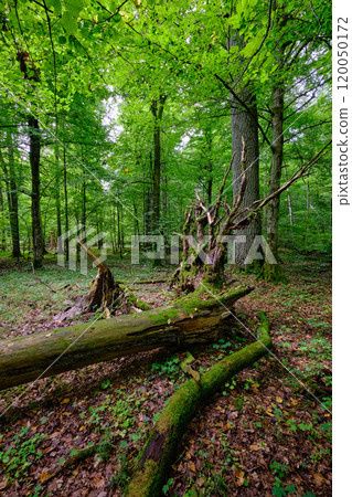 Summertime deciduous forest with broken old trees 120050172