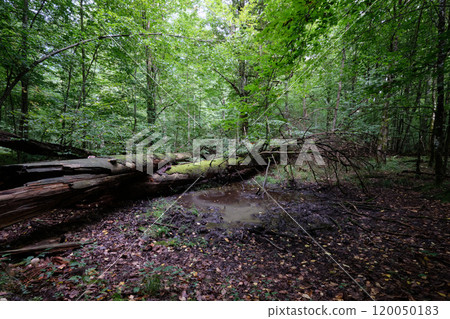 Summertime deciduous forest with broken old trees Summertime deciduous forest with broken old trees 120050183