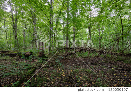 Summertime wet mixed forest with broken old trees 120050197