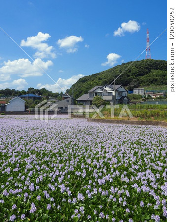 水葫蘆群落 3 香川縣高松市岡本 水葫蘆群落 3 香川縣高松市岡本 120050252