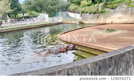 游泳的河馬動物園/照片 120050271