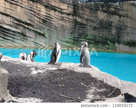企鵝的日常生活 動物園/照片 企鵝的日常生活 動物園/照片 120050272