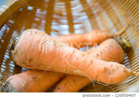 Carrots harvested from the field Carrots harvested from the field 120050407