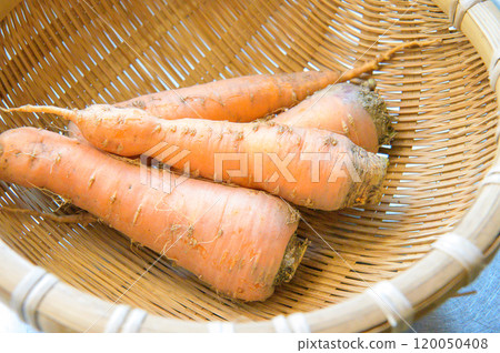 Carrots harvested from the field Carrots harvested from the field 120050408