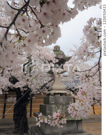 Cherry blossoms at Kanakuraji Temple (Somei-Yoshino) Kanakuraji Temple, Zentsuji City, Kagawa Prefecture Cherry blossoms at Kanakuraji Temple (Somei-Yoshino) Kanakuraji Temple, Zentsuji City, Kagawa Prefecture 120050433
