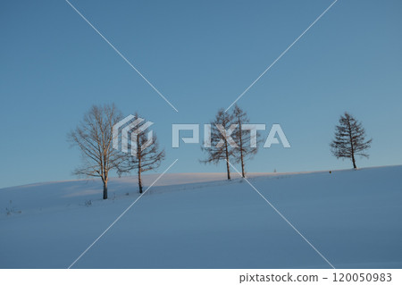 Winter trees and blue sky in the snowy field at dusk Winter trees and blue sky in the snowy field at dusk 120050983