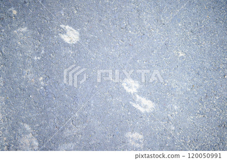 Wild boar footprints on the asphalt Wild boar footprints on the asphalt 120050991