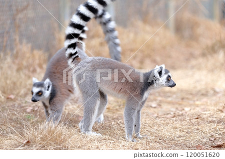 Wolverine lemur 120051620
