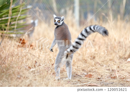 Wolverine lemur 120051621