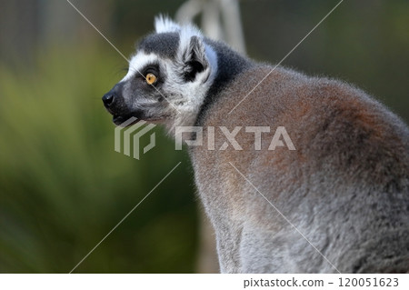 Wolverine lemur 120051623