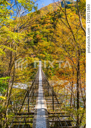 [靜岡縣] 秋葉美麗的波多納吉湖、波多納吉吊橋 120051860