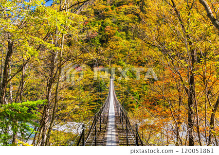 [Shizuoka Prefecture] Beautiful autumn foliage at Lake Hatanagi and the Hatanagi Suspension Bridge 120051861