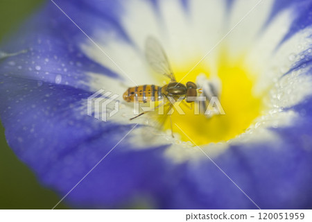 Fruit fly sucking nectar from a morning glory flower , in the garden Fruit fly sucking nectar from a morning glory flower , in the garden 120051959