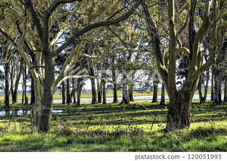Eucaliptus trees on the flooded pasture fields Eucaliptus trees on the flooded pasture fields 120051993