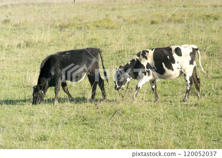 Cows grazing on the pasture fields , in Argentina Cows grazing on the pasture fields , in Argentina 120052037