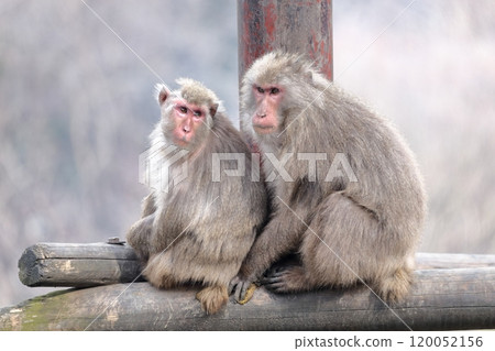 Monkey Monkey 120052156