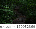 A path leading into the forest 120052369