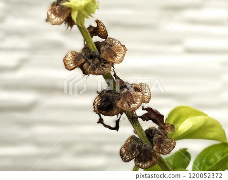 花園花盆裡的甜羅勒有種子 3 花園花盆裡的甜羅勒有種子 3 120052372