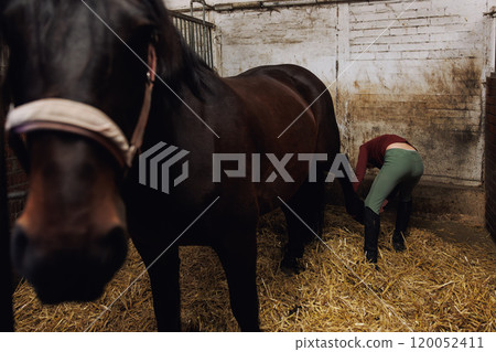 Young little teenager kid girl cleaning horseshoe hoof picking brush tools chestnut horse at stable ranch. Horse ride school farm life. Cute little blond girl kid  care brown horse. Equine hobby work 120052411