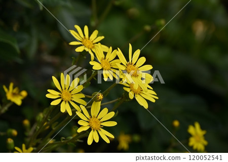 黃津瓦吹 120052541