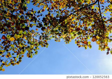 Autumn scenery, trees and blue sky 120052563