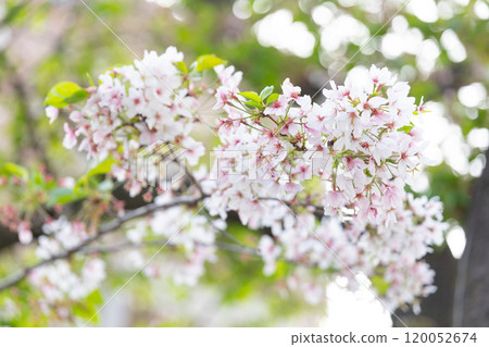 Image of cherry blossoms along the Meguro River (stock photo) Image of cherry blossoms along the Meguro River (stock photo) 120052674