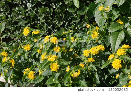 Yellow flowers blooming in the garden 120052685