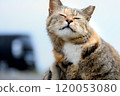 A cat staring at you 120053080