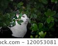 White cat resting in the shade 120053081